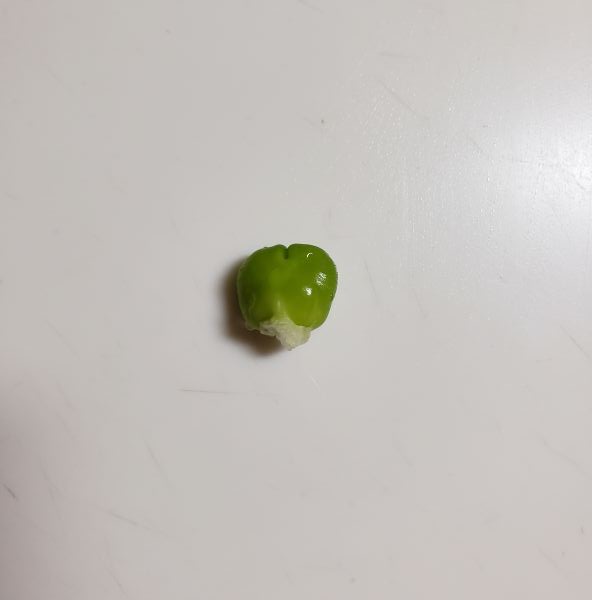 No.327：混ぜたら青椒肉絲｜2025年12月1日｜苦痛な男子高校生弁当日記